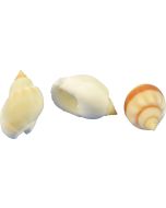 3440 - Casket Nassa Whelk .75-1" (gallon)