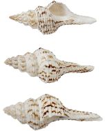 3450 - Nicobar Spindle 3-4"