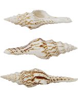 3451 - Nicobar Spindle 4-5"