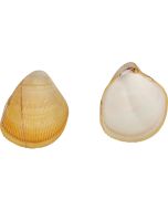 3514 - Giant Egg Cockle 4-5" Pair