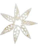 3547 - White Cerith Center Cut Shell 1.5-2"