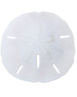 3590 - Round Sand Dollar .75-1" (We do not replace or credit any broken Sand Dollars)