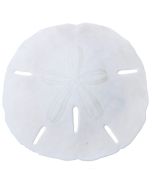 3591 - Round Sand Dollar 1-1.5" (We do not replace or credit any broken Sand Dollars)