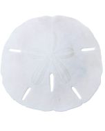 35911 - Round Sand Dollar 1.25-1.5"