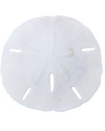 3591L - Round Sand Dollar 1.5-2" (We do not replace or credit any broken Sand Dollars)