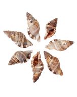 3595 - Hairy Triton 2-3"