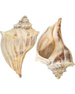 3602L - Atlantic Whelk 5-6"