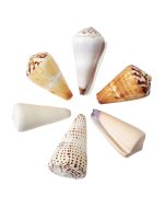 3612 - Cones Asst. 3-4"