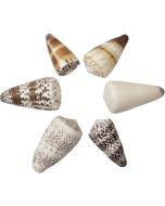 3612S - Cones Asst. 2-3"