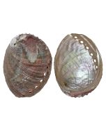 362404 - Rosa Abalone 4-5"