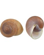 3718 - Mountain Land Snail 3-3.5"