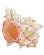 3776 - Rose Murex 4-5"