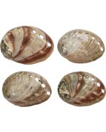3801 - Red Abalone Polished 3-3.5"