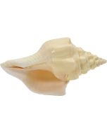 381507 - Divine Chank Conch 7-8"