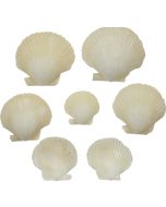 3821 - Pixie Cup Scallop Antique White 1.25-2.25 Deep (kilo)