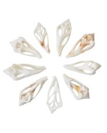 3885 - White Cute Conch Center Cut Shell 1.5-2"