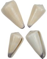 3940 - Virgin Cone 2-3"