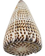 3969P - Lettered Cone Polished 3-4"