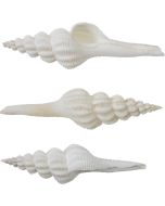 4120L - Knobby Spindle 5-6"