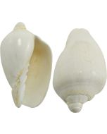 4156 - White Voluta Nobilis 3-4"
