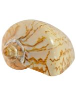 4164 - Indo Noble Volute Polished 4-5"