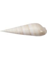 4176 - Marlinspike Terebra 5-7"