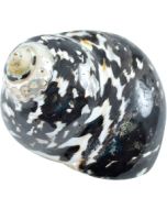 4183 - Magpie Turbo Polished 2.5-3"