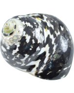 4183S - Magpie Turbo Polished 2-2.5"