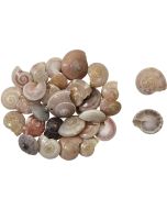 4189 - Freshwater Button Trochus 0.375-0.437" (kilo)