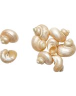 4200 - Little Burnt Turbo Pearled 1.25-1.75"