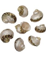 4223 - Rough Turbo Banded 1-2"