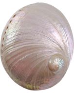4285 - Pinto Abalone Pearled 5-6"