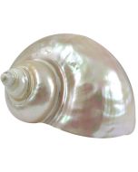 4292PB - Great Green Turbo Satin Pearled 5-6"