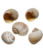 4480 - Golden Apple Snail 2-3"