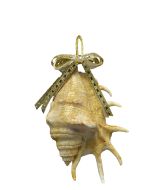6023 - Gold Bow Lambis Ornament 3-5"