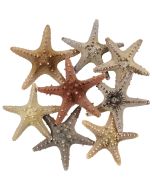 901104 - Longspine Starfish 4-6"