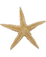 904001 - Tiny Sand Starfish 1-2"