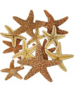 9042S - Sugar Starfish 1-2"