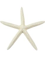 9086 - White Finger Starfish 4-6"