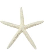 9086S - White Finger Starfish 3-4"