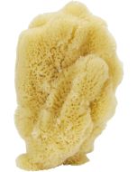 9502 - Curio Mix Sponge 3-5"