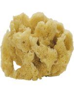 9504 - Curio Mix Sponge 5-7"