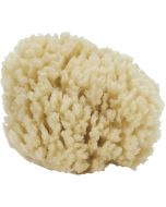9525 - Sea Wool Cut Sponge 3-3.5"